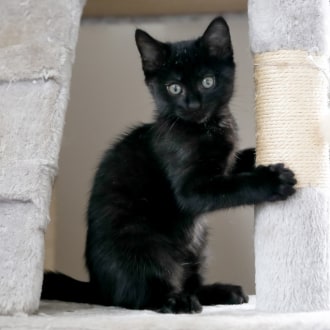 Female Domestic Short Hair Mix Cat