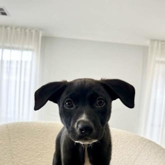 Medium Male Kelpie x Staffy Mix Dog