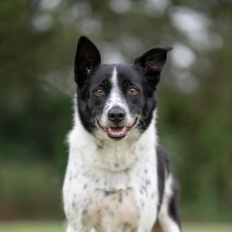 Large Male Border Collie Mix Dog