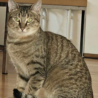 Female Domestic Short Hair Mix Cat