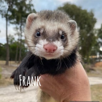 Male  Ferret