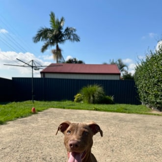 Medium Male American Staffordshire Terrier Dog