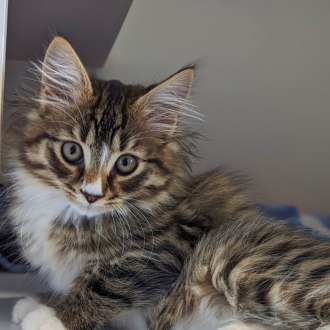 Male Domestic Medium Hair Cat