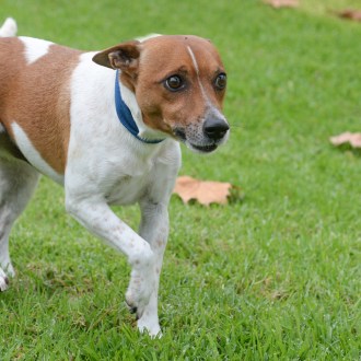 Small Male Jack Russell Terrier Mix Dog