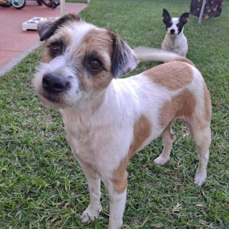 Small Male Jack Russell Terrier Mix Dog