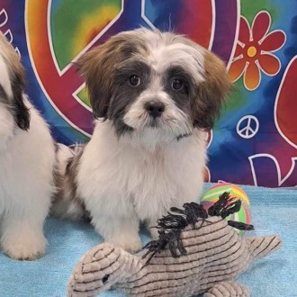 Small Male Maltese Mix Dog