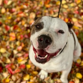 Large Male American Bulldog Dog