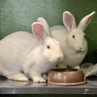 Female New Zealand Rabbit