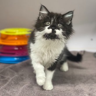 Female Domestic Medium Hair Mix Cat