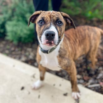 Large Male American Staffordshire Terrier Mix Dog