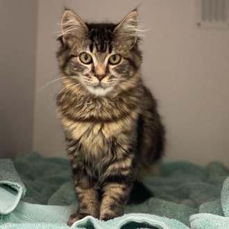 Female Domestic Medium Hair Mix Cat