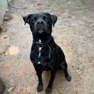 Medium Male Rottweiler x American Staffordshire Bull Terrier Mix Dog