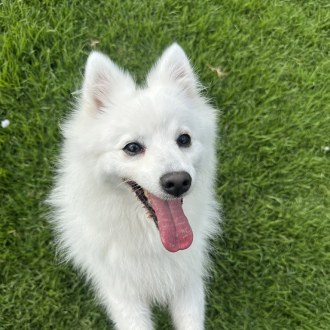 Medium Female Japanese Spitz Mix Dog