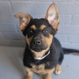 Large Female German Shepherd x Rottweiler Mix Dog