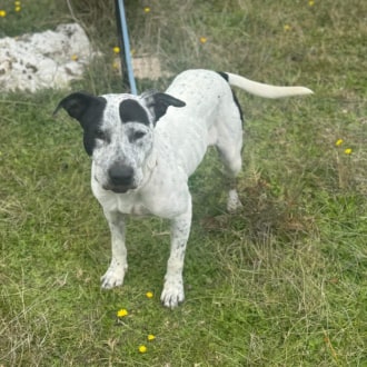 Medium Female Amstaff x Australian Cattle Dog Dog