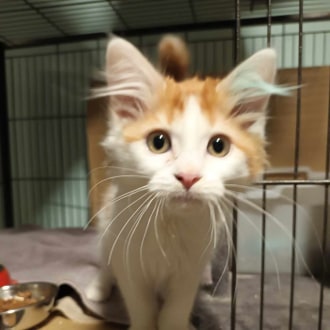 Male Domestic Long Hair Cat