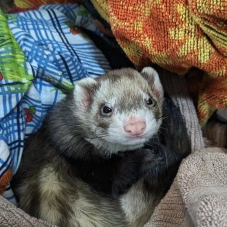 Female Ferret Rodent