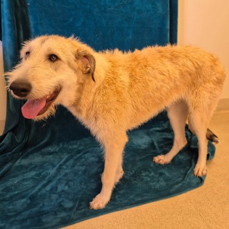 Large Female Maremma Sheepdog x Wolfhound Mix Dog