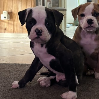 Medium Male American Bulldog Dog