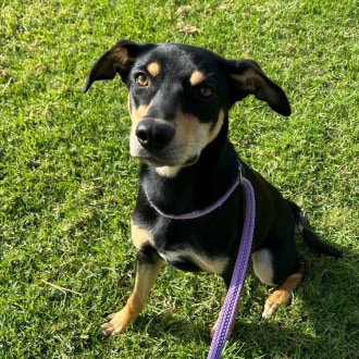 Medium Female Kelpie Dog