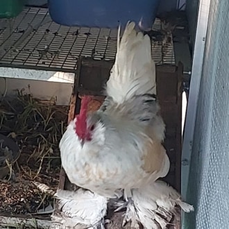 Male  Rooster