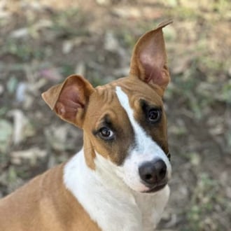 Medium Female Mixed Breed Mix Dog