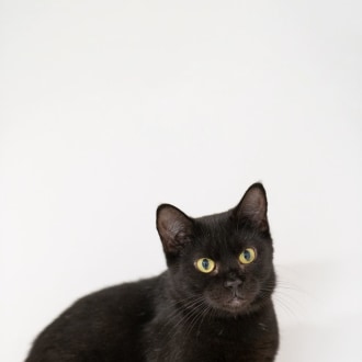 Female Domestic Short Hair Cat