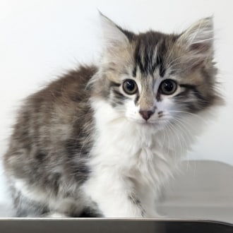 Female Domestic Longhair Mix Cat