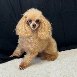 Small Male Poodle Dog