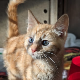 Female Domestic Short Hair Mix Cat