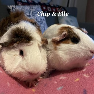 Female Medium-hair   Mix Guinea Pig