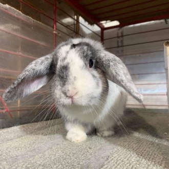 Male Domestic Rabbit