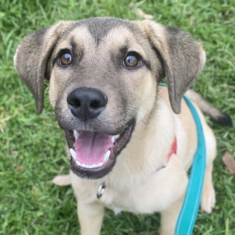 Small Female Anatolian Shepherd x German Shepherd Mix Dog