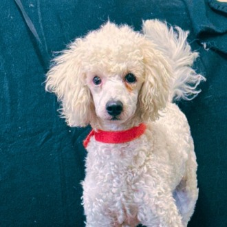 Small Male Poodle Dog