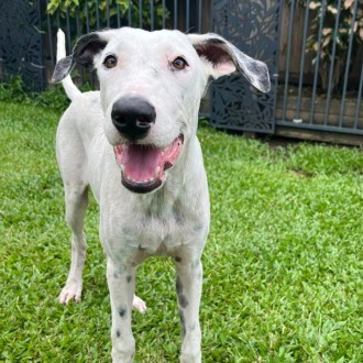 Medium Male Foxhound, English Mix Dog