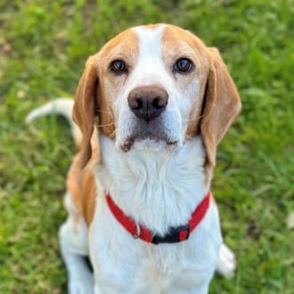 Medium Male Beagle Dog