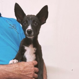 Medium Male Border Collie x Kelpie Dog