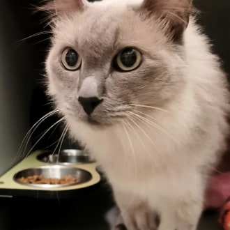 Male Layanese x Ragdoll Mix Cat