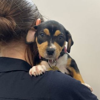 Medium Female Staffy Mix Dog