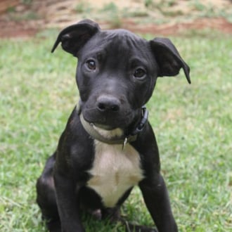 Medium Male American Staffordshire Terrier Dog