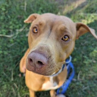 Medium Female American Staffordshire Bull Terrier Mix Dog