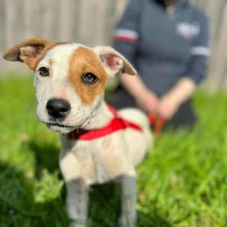 Medium Female Staffordshire Bull Terrier Dog