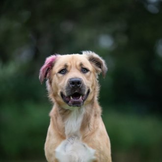 Large Male Anatolian Shepherd Mix Dog