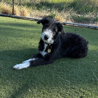 Large Female Maremma Sheepdog x Wolfhound Mix Dog