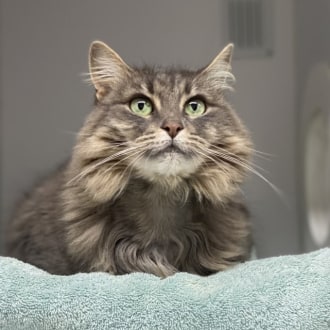 Female Domestic Medium Hair Mix Cat