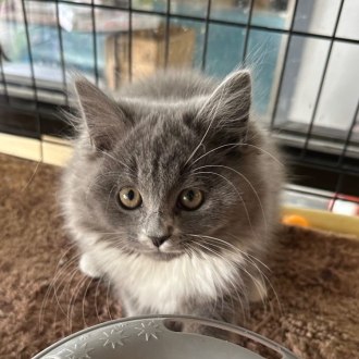 Male British Shorthair Mix Cat