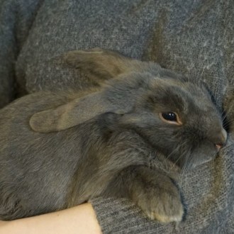 Male Mini Lop Rabbit