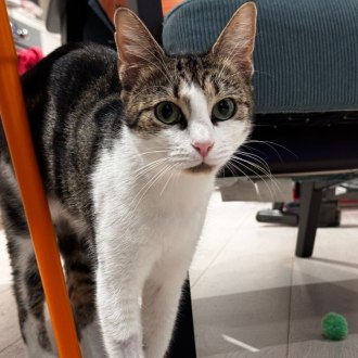 Female Domestic Short Hair Cat