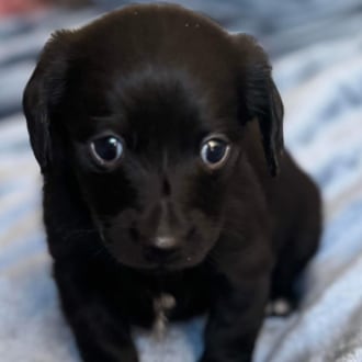 Small Male Dachshund x Fox Terrier Mix Dog