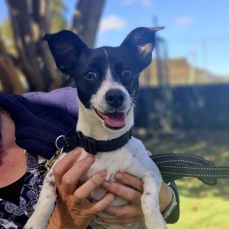 Small Female Fox Terrier Mix Dog